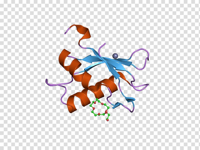 U2AF2 snRNP RNA splicing Splicing factor Protein, others transparent background PNG clipart