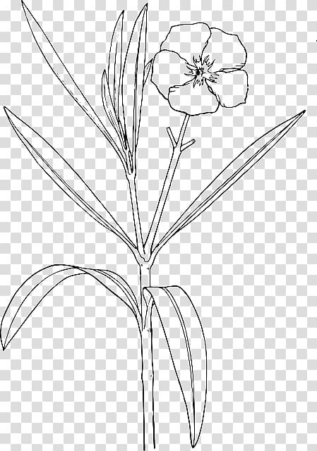 Oleander Drawing Flower Shrub, zinc atom model paper plate transparent background PNG clipart