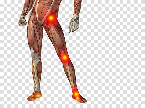Thigh Muscle Anatomy Human body , sore foot transparent background PNG clipart