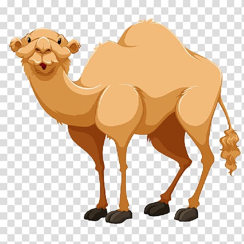 Bactrian camel Dromedary Portable Network Graphics Open, cartoon camel transparent background PNG clipart