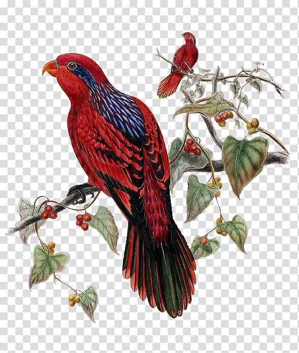 Tropical birds Blue-streaked lory Parrot, Bird transparent background PNG clipart