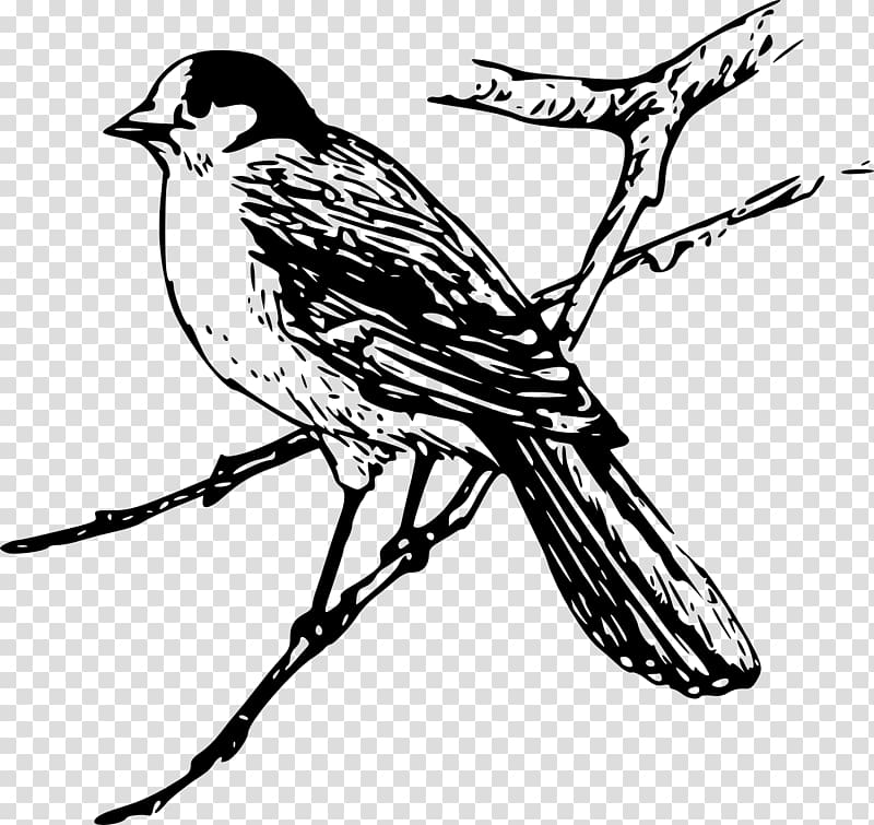 Bird Drawing Lark , Bird transparent background PNG clipart