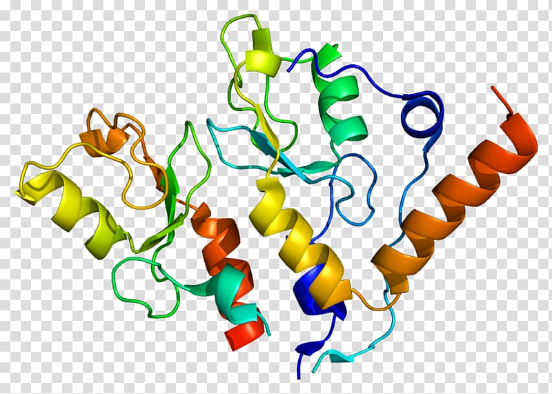 BMI1 Polycomb-group proteins RING finger domain Stem cell, others transparent background PNG clipart