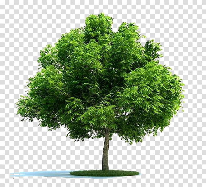 trees in the game transparent background PNG clipart