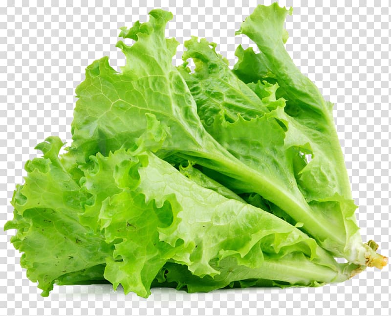 selective focus of lettuce, Lettuce sandwich Butterhead lettuce Vegetable Salad Food, lettuce transparent background PNG clipart
