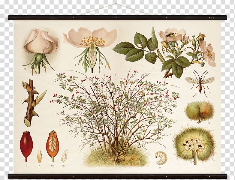 Floral design Rosa canina, Hundsrose Botany Canvas, Wall Chart transparent background PNG clipart