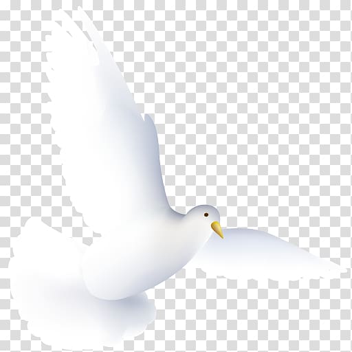 illustration of white dove, water bird pigeons and doves beak, Dove transparent background PNG clipart