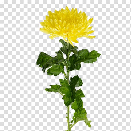 Crown daisy Yellow Cut flowers Oxeye daisy Yekaterinburg, Purple chrysanthemum transparent background PNG clipart