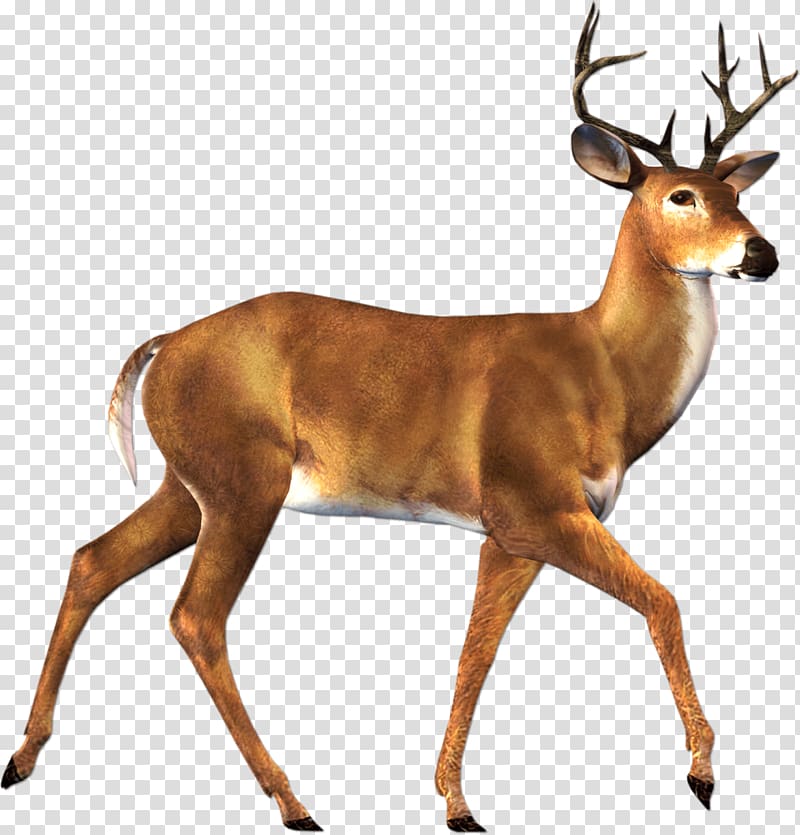 brown deer, Walking Deer Sideview transparent background PNG clipart