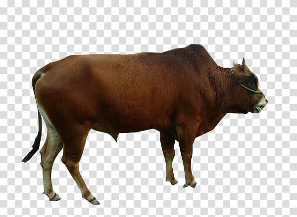 Dairy cattle Ox Live, Yellow cow transparent background PNG clipart