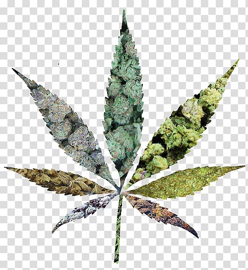 Medical cannabis Cannabidiol Legalization Marijuana, cannabis transparent background PNG clipart