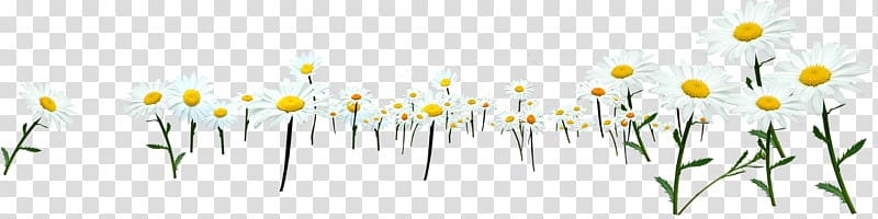 Chrysanthemum indicum Flowering tea, White wild chrysanthemum transparent background PNG clipart