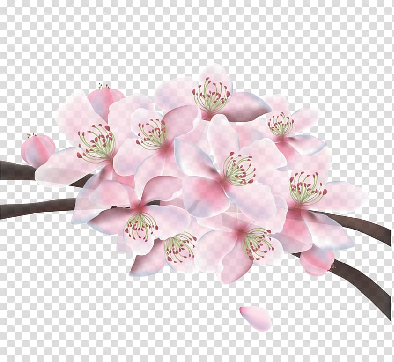 Cherry blossom, Beautiful cherry material transparent background PNG clipart