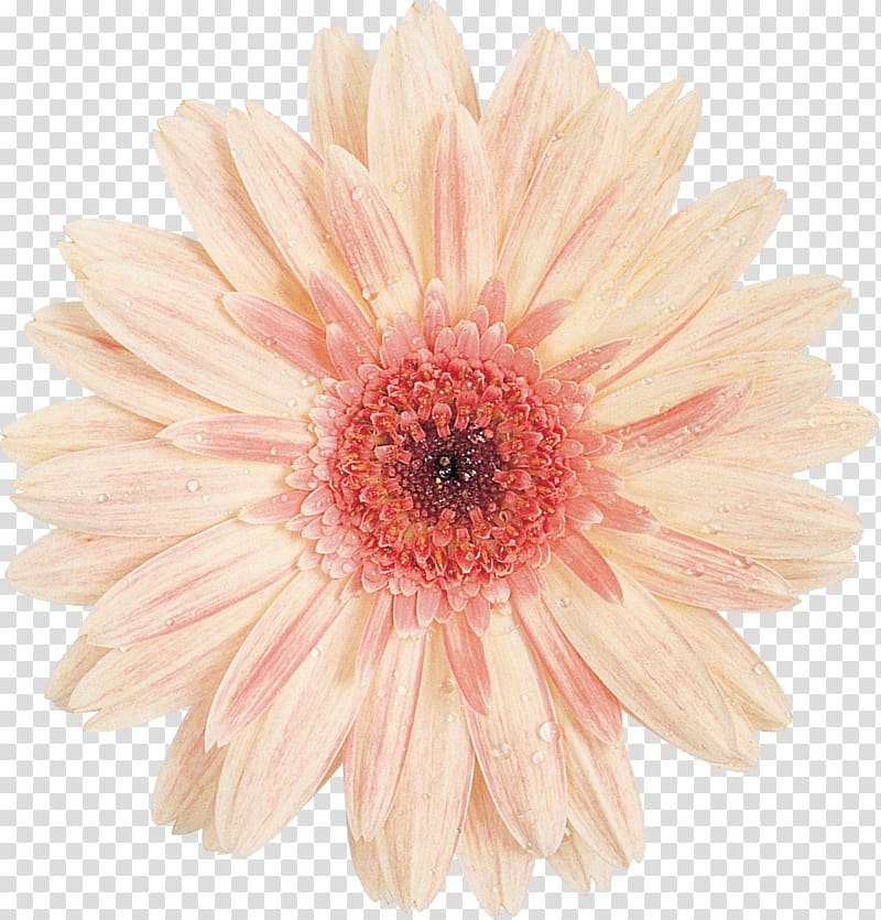 Transvaal daisy Cut flowers Common daisy Floristry, gerbera transparent background PNG clipart