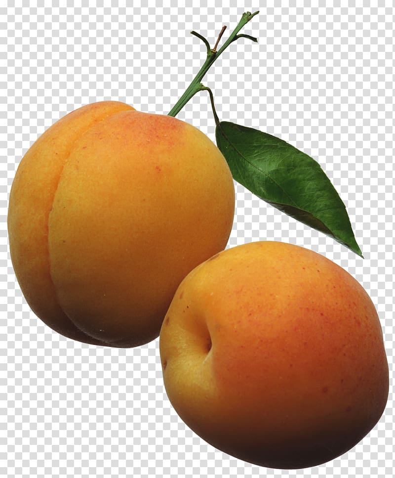two round orange fruits, Apricot Peach Fruit , Apricots transparent background PNG clipart
