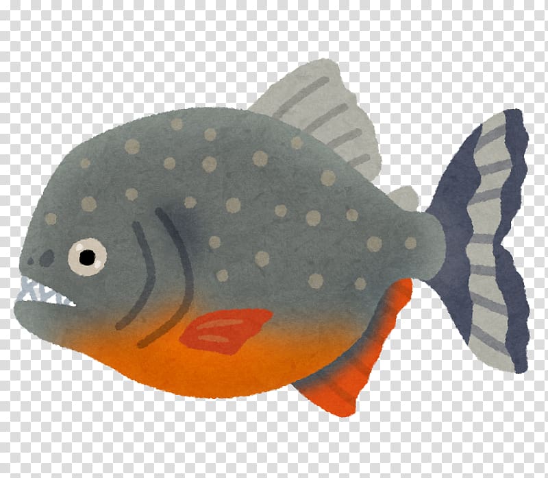 Red-bellied piranha Amazon River Fish Predator, fish transparent background PNG clipart
