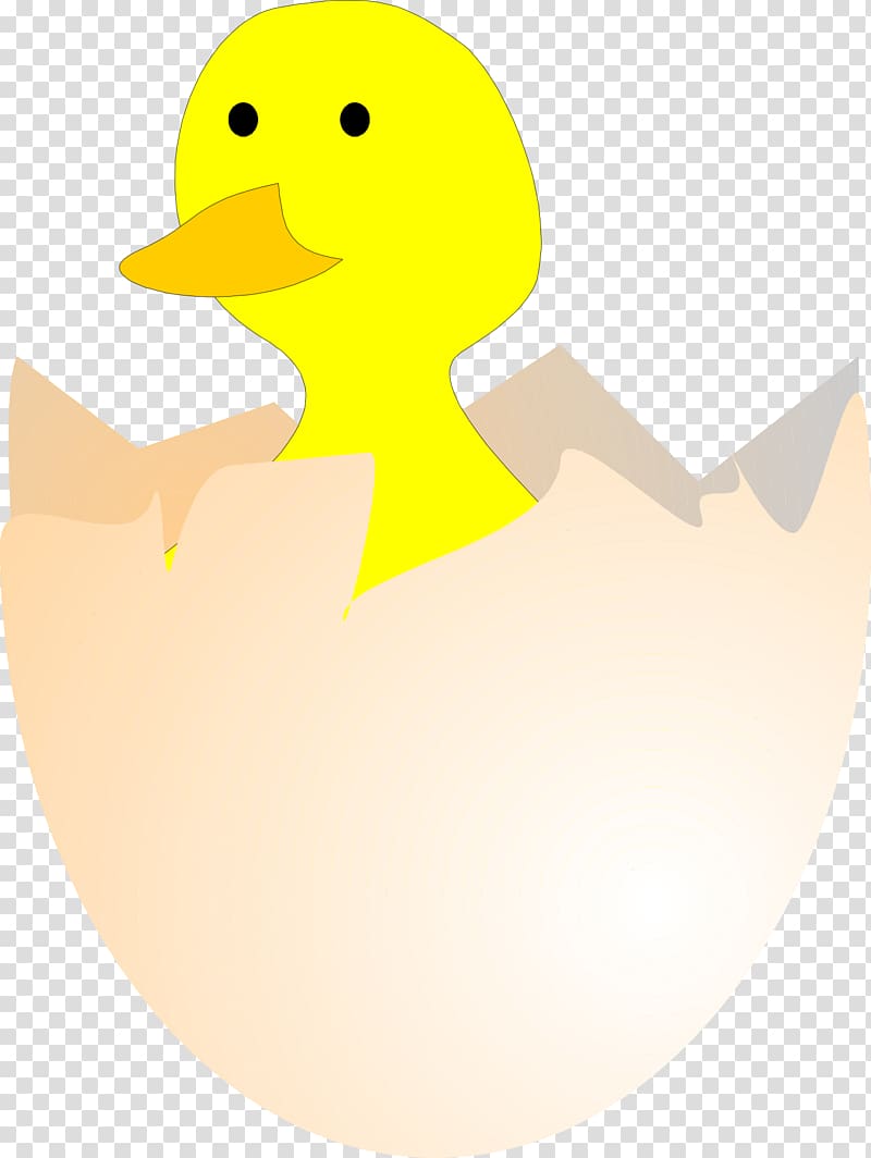Duck Chicken Kifaranga , Shell transparent background PNG clipart