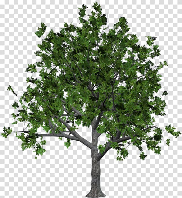 Tree Wood , tree transparent background PNG clipart