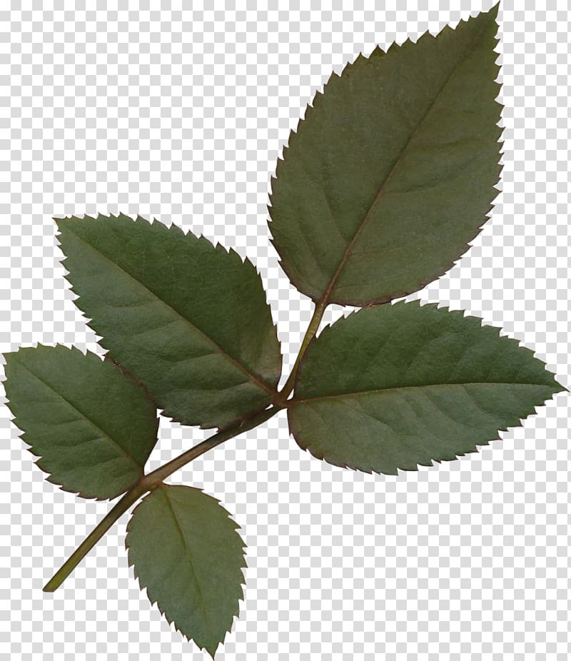 Leaf , Green leaves transparent background PNG clipart