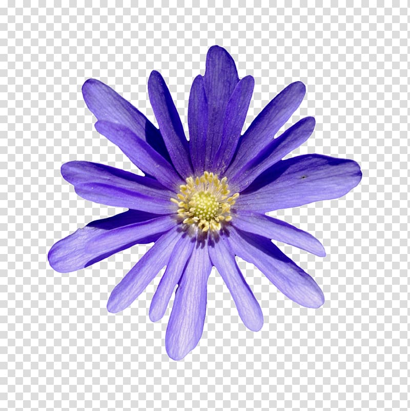 Flower True Love Flor Roxa 29 April, Nymphaea transparent background PNG clipart