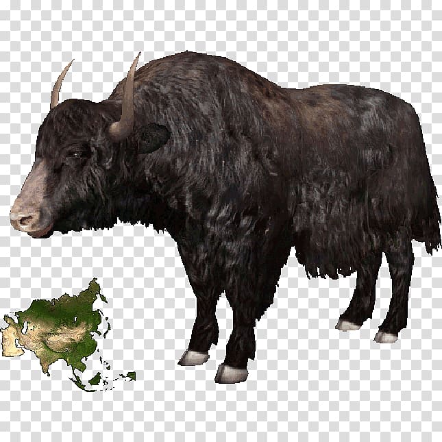 Domestic yak Tibet Cattle American bison Ox, Yak transparent background PNG clipart