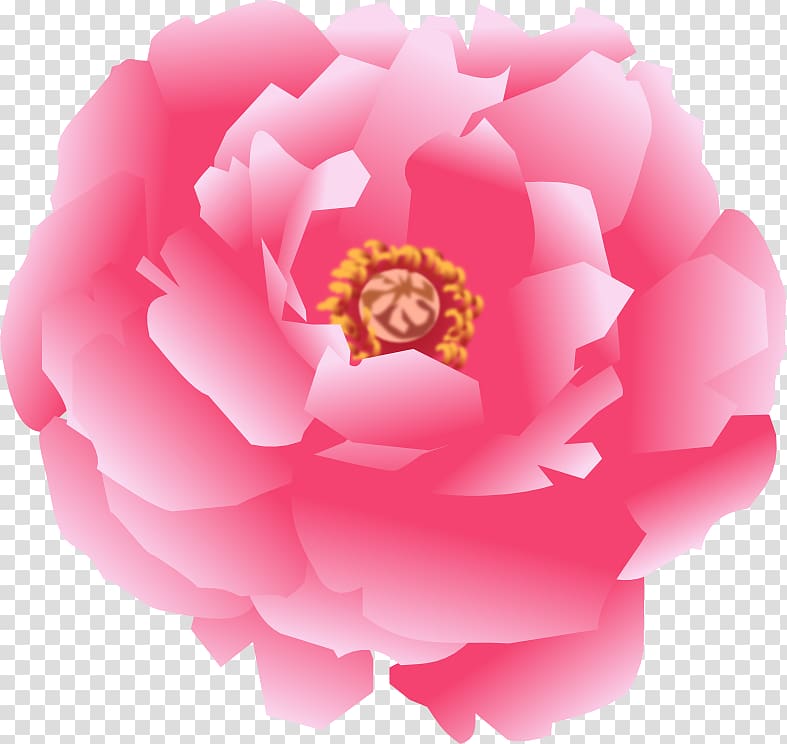 Garden roses Japanese camellia Cabbage rose Sasanqua Camellia Pink M, 11.11 transparent background PNG clipart