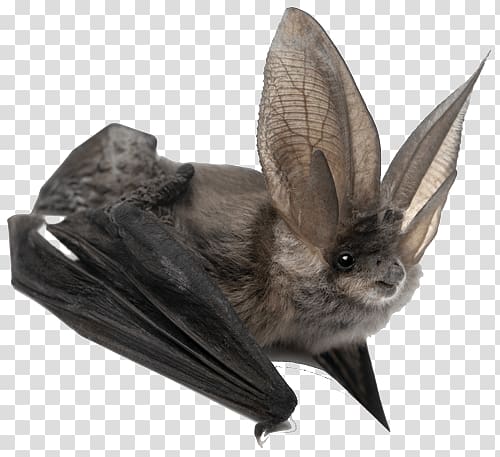 black bat illustration, Bat transparent background PNG clipart