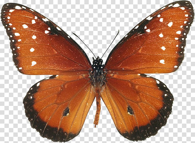 Monarch butterfly Pieridae Gossamer-winged butterflies Brush-footed butterflies, butterfly transparent background PNG clipart