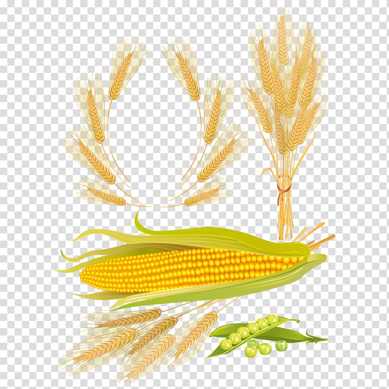 Maize Wheat Corn kernel, corn transparent background PNG clipart