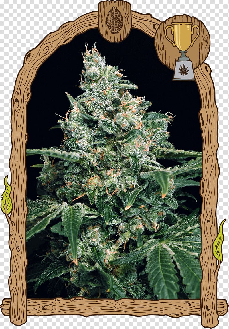 Autoflowering cannabis Haze Seed bank Cannabis sativa, skunk transparent background PNG clipart
