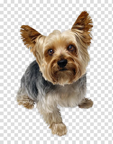 Yorkshire Terrier Pet sitting Puppy Smooth Collie Cat, puppy transparent background PNG clipart