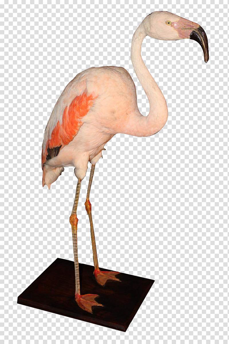 Stuffing Columnist 19th century Flamingo Divers Socialite, cactus vase transparent background PNG clipart