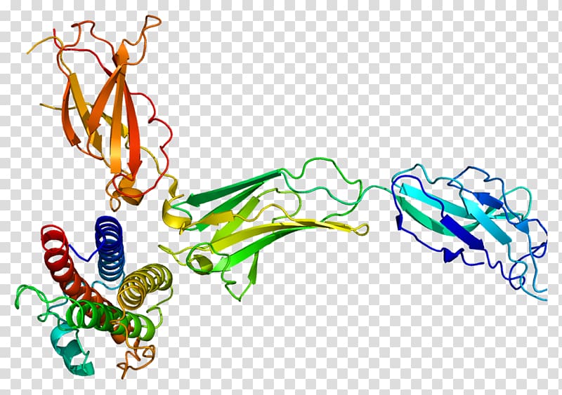 Granulocyte colony-stimulating factor receptor, others transparent background PNG clipart