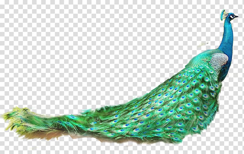 green and blue peafowl illustration, Asiatic peafowl Feather, peacock transparent background PNG clipart