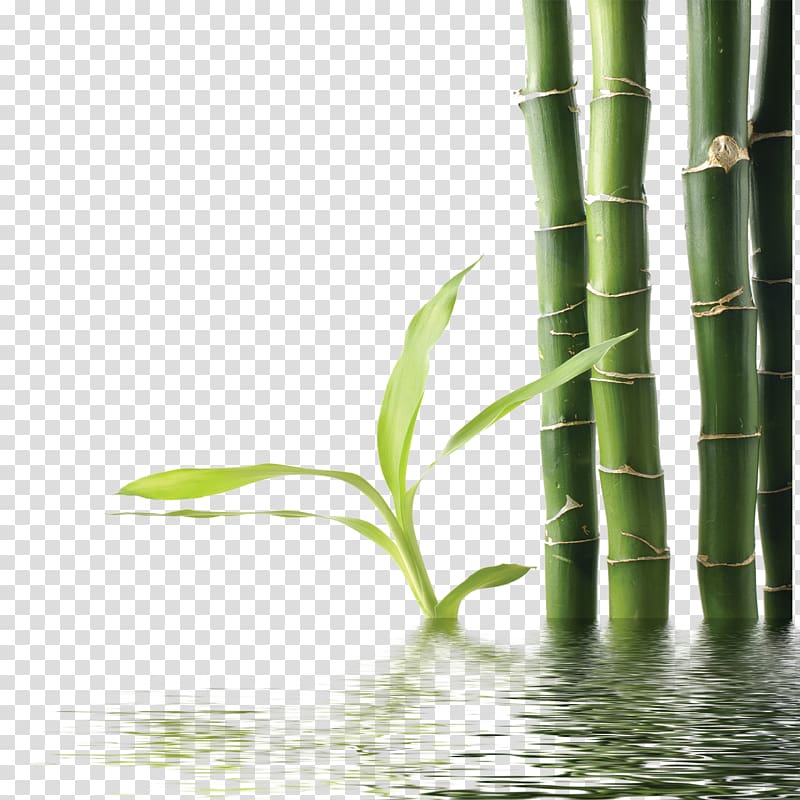 green bamboo shoots in water, Bamboo Green , Bamboo transparent background PNG clipart
