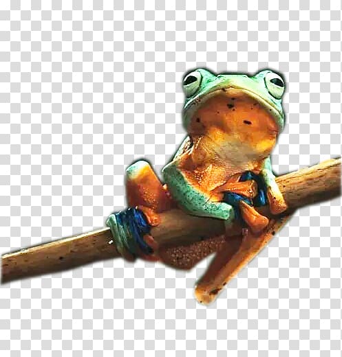 Tree frog, Blue Frog transparent background PNG clipart