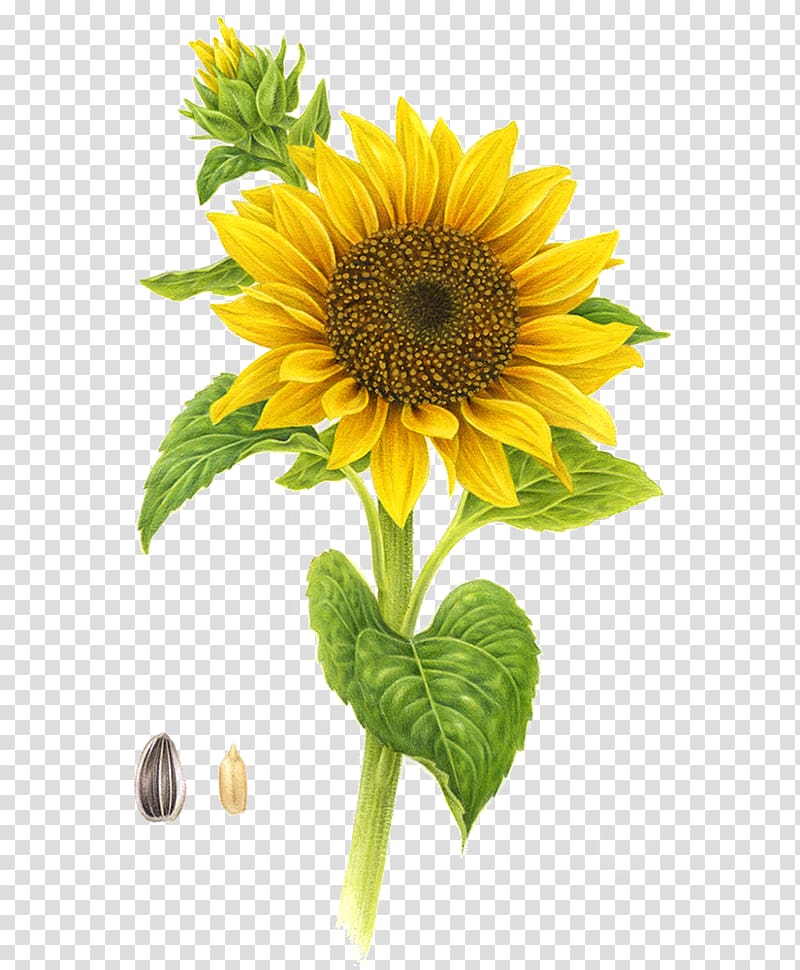 sunflower illustration, Common sunflower Yellow, sunflower transparent background PNG clipart