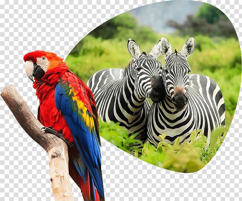 Jerusalem Biblical Zoo Africa Travel Nature, Home Animals transparent background PNG clipart