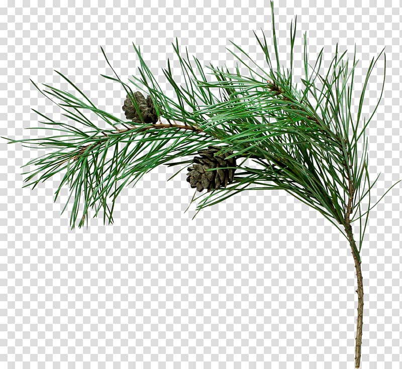 Pine Spruce Fir Tree Branch, pine cone transparent background PNG clipart