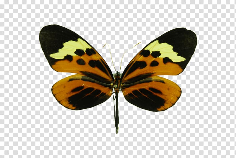 Monarch butterfly Melinaea ludovica Brush-footed butterflies, butterfly transparent background PNG clipart
