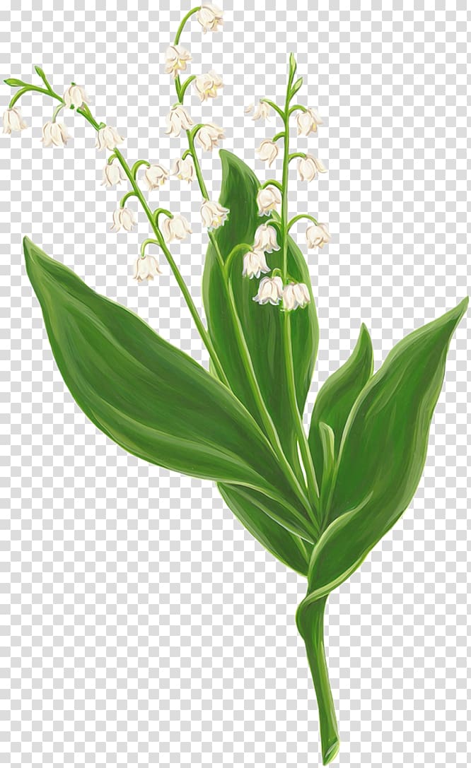 Lily of the valley Digital , lily of the valley transparent background PNG clipart