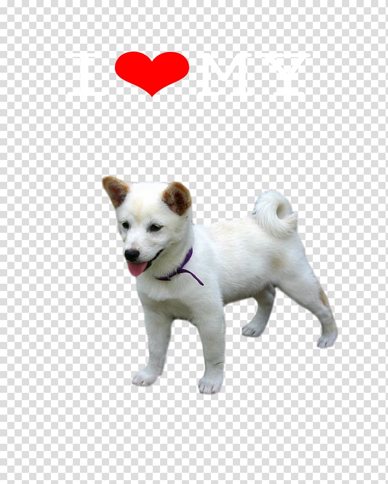 Dog breed Canaan Dog Kishu Puppy Akita, puppy transparent background PNG clipart