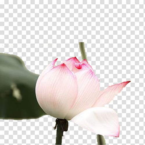 Nelumbo nucifera Plant Flower, Hand-painted lotus transparent background PNG clipart