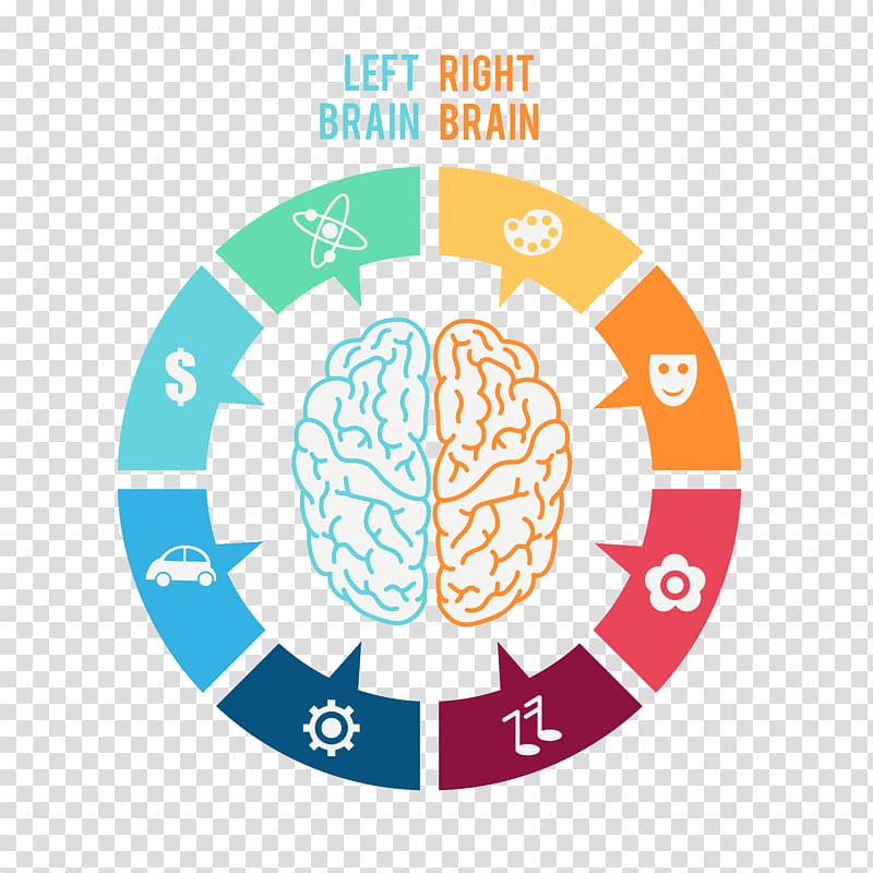 Lateralization of brain function Human brain, Brain transparent background PNG clipart