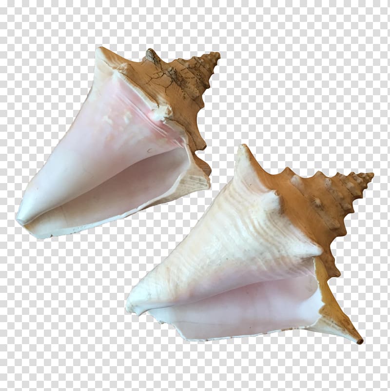 Conchology Shankha, queen conch shell transparent background PNG clipart