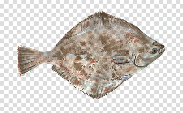 Peacock flounder Fish Arctic flounder Food, fish transparent background PNG clipart