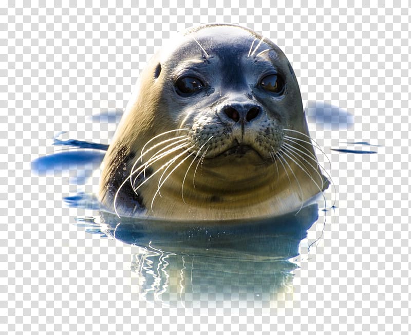 sea lion on water, Freemake Video er, Seal In Water transparent background PNG clipart