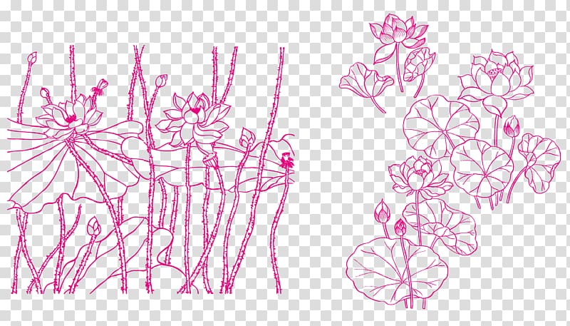 Nelumbo nucifera Drawing Line art , Fresh pink lotus line drawing transparent background PNG clipart