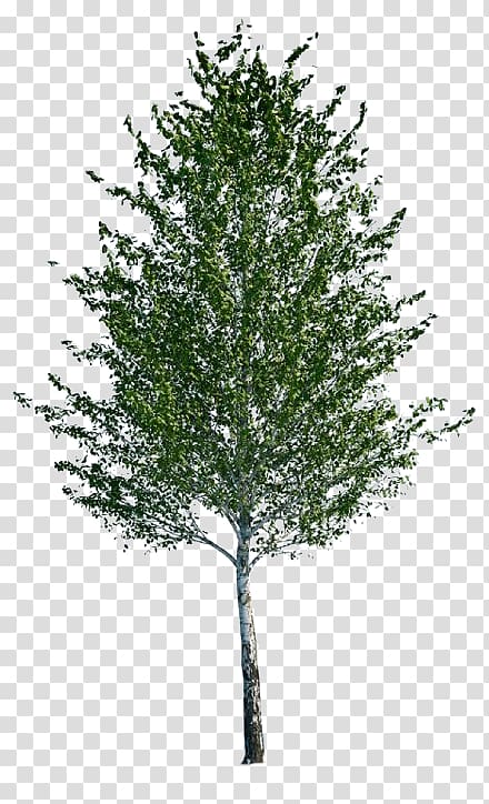 Bạn đang chuẩn bị tạo một mô hình kiến trúc cảnh quan và đang cần thêm cây Populus nigra Autodesk 3ds Max vào dự án của mình? Đừng lo, chúng tôi sẽ mang đến cho bạn những cây đẹp mắt và chân thực nhất để tăng thêm vẻ đẹp cho dự án của bạn!