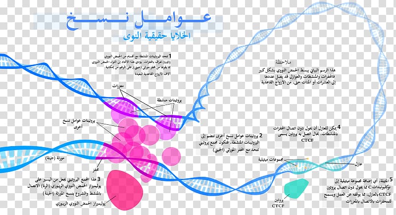 General transcription factor Regulation of gene expression, others transparent background PNG clipart